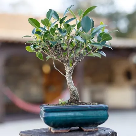 Quinta Dos Canteiros Villa Fátima