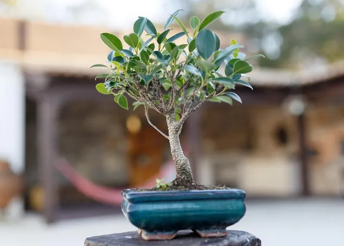 Quinta Dos Canteiros 别墅 花地瑪